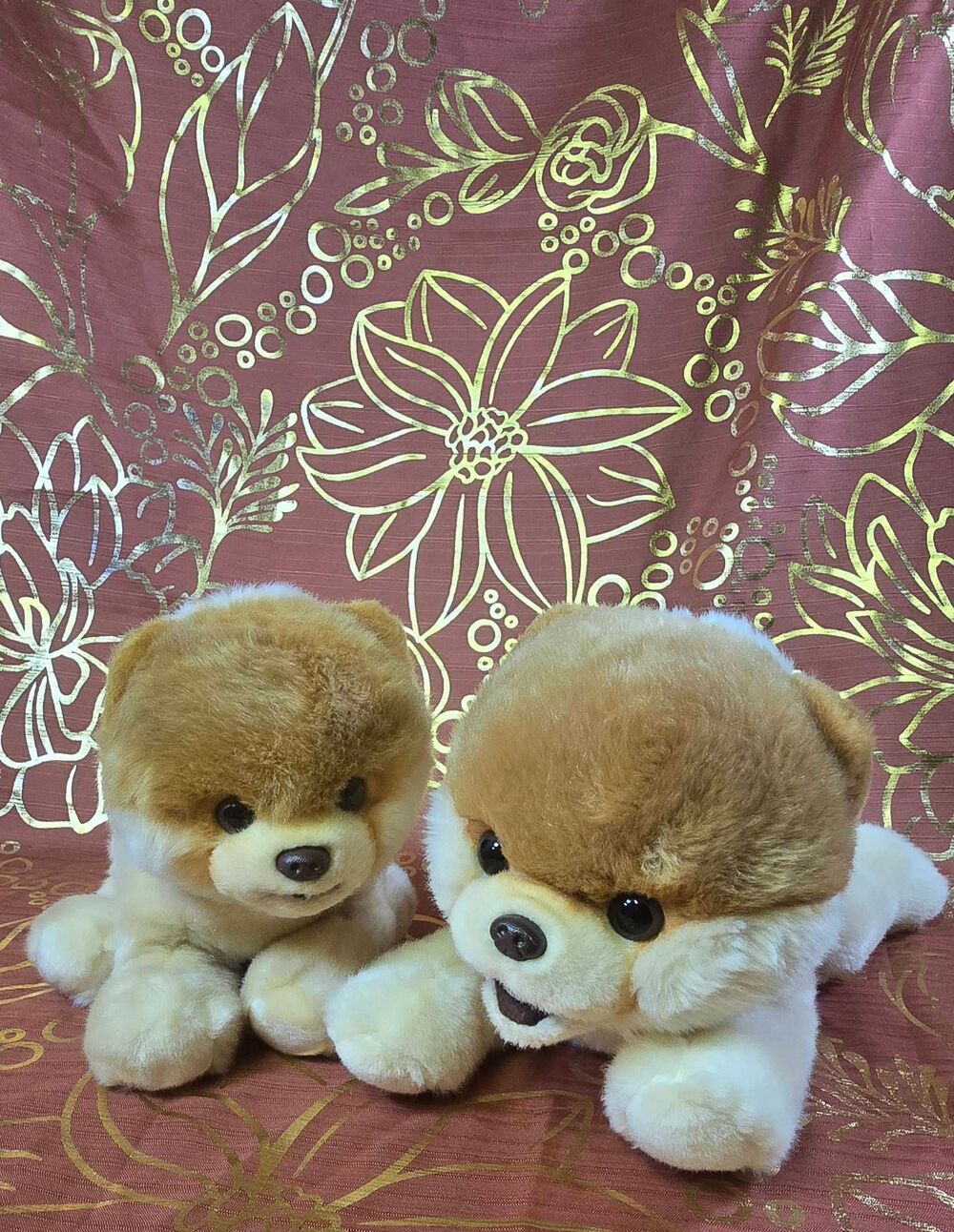 Two Gund Boo, "The World's Cutest Dog" Pomeranian dog #B20